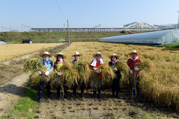 양평군의회, 영농 현장을 찾아가 벼 베기 체험과, 농업 정책 의견 수렴해