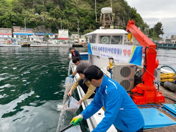 울릉군, 풍요로운 연안 바다목장 조성용   어린참돔 32만미 방류