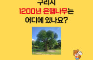 구리시 1200년 아천동 은행나무 천연기념물 지정 인포그래픽 제 1탄 공개