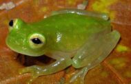Transparent frog is found in Equador.