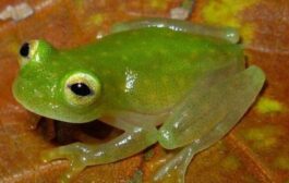 Transparent frog is found in Equador.