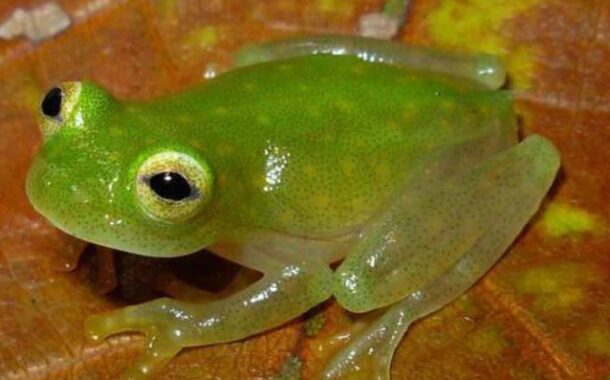 Transparent frog is found in Equador.