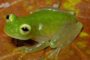 Transparent frog is found in Equador.