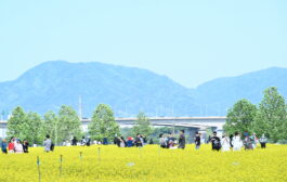 수도권 최대 축제, ‘2026 구리 유채꽃 축제’ 성료