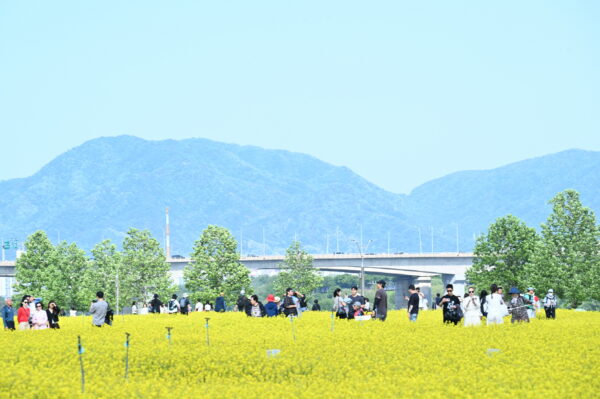 수도권 최대 축제, ‘2026 구리 유채꽃 축제’ 성료