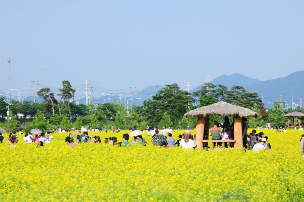 구리한강시민공원 ,노란 유채꽃 벌판으로 물들여져