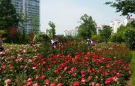 구리시 장자호수생태공원은  ‘10만송이 장미나라