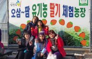 조안면, 유기농딸기 수확체험동남아 관광객들 환호