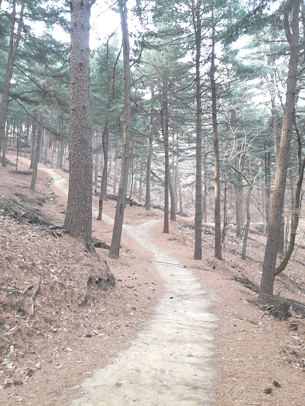 잣나무가 우거진, 