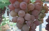 가평군, 국내육성 신품종 ‘씨 없는 삼색 포도’ 본격 출하