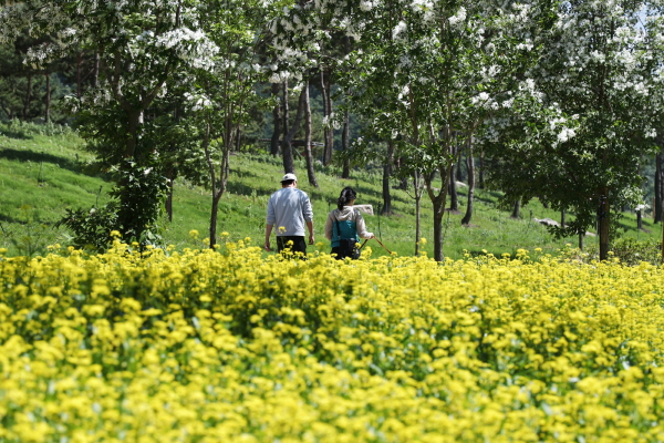 국민의 섬, 가평 자라섬 봄의 향연 가을에도 이어간다.