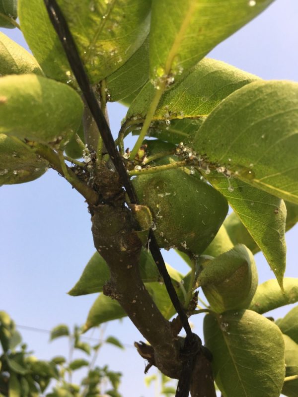 배나무 월동해충 “꼬마배나무이” 적기 방제 철저!
