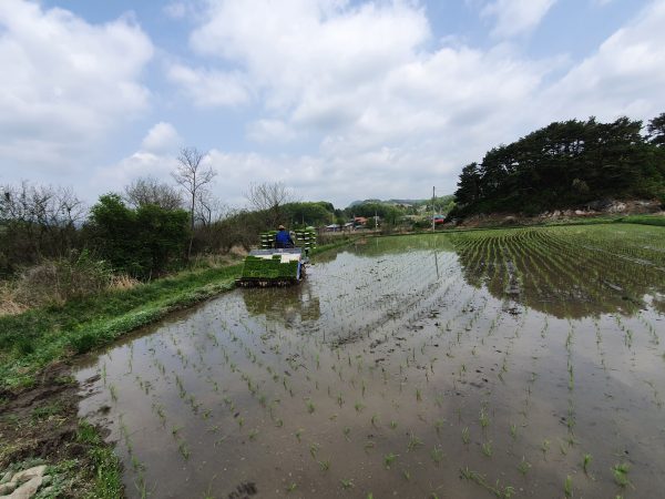 가평군, 2020년 첫 모내기 시작해