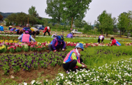 가평군 농업인단체 협의회 자라섬 남도 꽃테마 공원 조성
