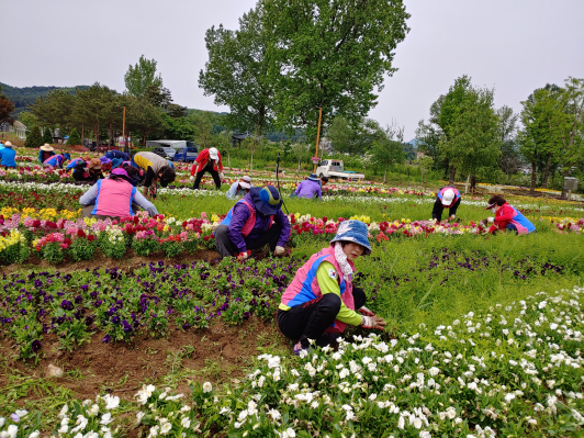 가평군 농업인단체 협의회 자라섬 남도 꽃테마 공원 조성