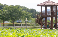 연꽃 만`발한 의왕시 '왕송호수'로 오세요