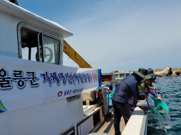 울릉군, 연안 바다목장 조성위한  자체 생산한  참돔 30만 마리 방류
