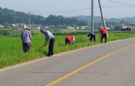 연천군, 장남면 원당 1 리 도로변 해바라기씨 파종