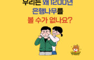 구리시 1200년 아천동 은행나무 천연기념물 지정 인포그래픽 제 2탄 공개