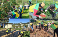 공무원연금공단, 가을 수확기 맞아 농촌 일손 돕기에 ’구슬땀’