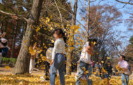 송파구,  낙엽 은행잎을 남이섬에서 ‘송파 은행나무길’로 재탄생