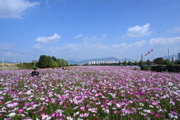 약 30만명  방문한 ‘2023 구리 코스모스 한강예술제’ 성료