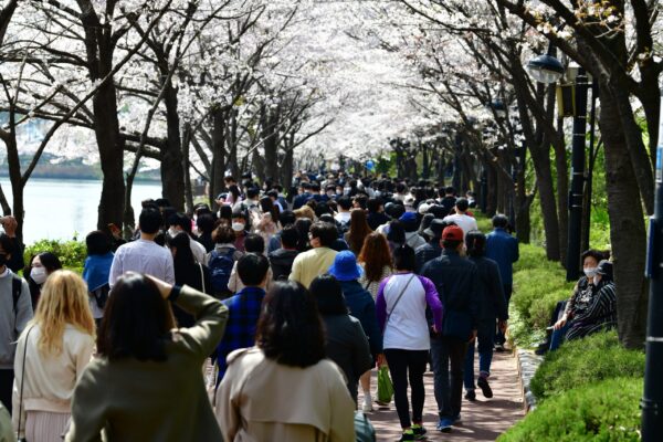 송파구 석촌호수, 2024년봄,  505만 명  방문객 모여