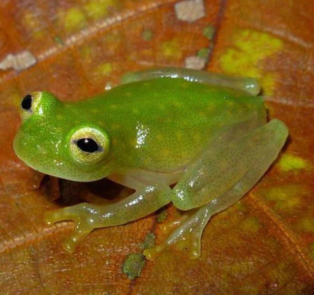 Transparent frog is found in Equador.